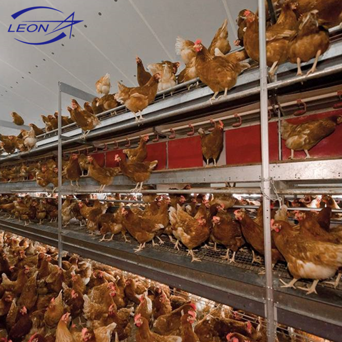 Buy Leon Series Poultry Cage System With Whole Equipment For Livestock ...