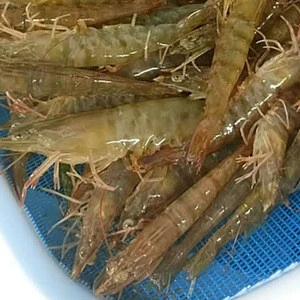 live freshwater shrimp for sale