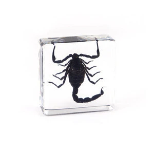 Lycorma delicatula Acrylic animal insect Specimens for Early Education for kids teaching toys specimen plastic blocks
