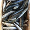 Mackerel Prices Block Frozen Pacific Mackerel Fish Seafood