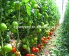 Multi-span large agricultural plastic film Greenhouse project tomato greenhouse vegetable greenhouse with hydroponic system
