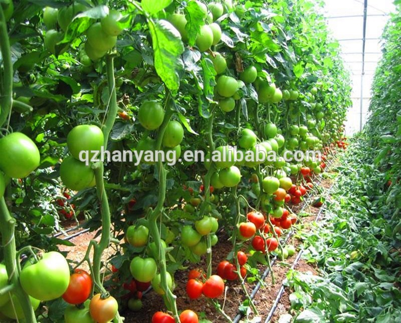 Multi-span large agricultural plastic film Greenhouse project tomato greenhouse vegetable greenhouse with hydroponic system