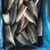 New Arrival Frozen Headed/Gutted/Tailed (HGT) Mackerel land frozen seafood