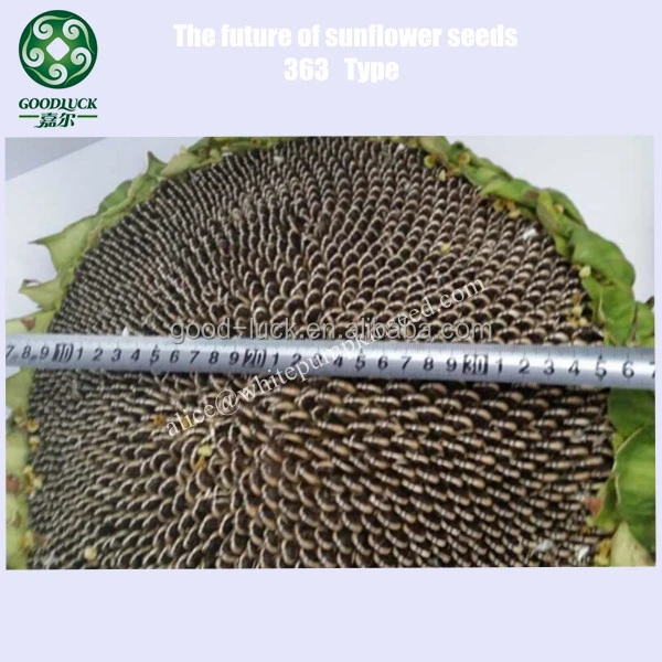 New Crop Black Sunflower Seeds 363 type, 230~240pcs/50g