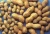 Import New Crop Good Quality Peanuts for sale from India