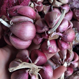 New Crop Normal White Fresh Garlic