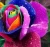 Import New crops colorful rainbow rose seeds for planting 60pcs/bag from China