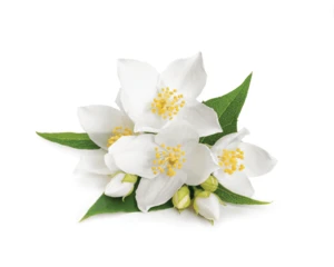 Oem/Odm Organic Jasmine Hydrosol Floral Water Whitening And Moisturizing