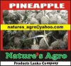 Organic Fresh Pineapple from SRI LANKA-0094772377797