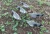 Import PIGEON DECOY BIRD PAINTED SHELL HIGH QUALITY from China