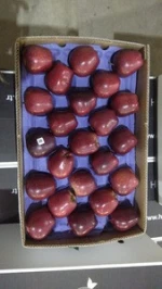Pome Fruit Fresh Red Delicious  Apple Premium Apple