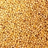 PREMIUM GRADE CLEANED RED SORGHUM NOW AVAILABLE