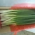 Import Pure natural organically grown green scallions with competitive price from China