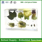 Qianfan Life Cycle of Cotton Embedded Specimen for School Biology