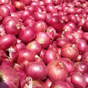 Quality Fresh Onion New Crop for Wholesale / Onions