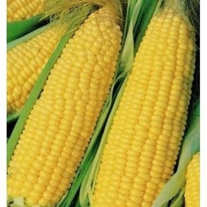 Quality Yellow Corn