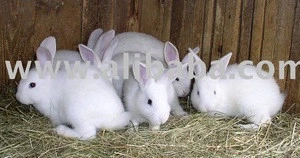 rabbits for raising and rabbit meat