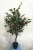 Import Realistic Simulated Orange Tree Flower Potted Bonsai Ornament Plant Decoration lovely Artificial Plant from China