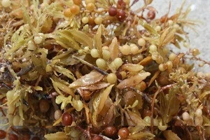 Sargassum Seaweed from Asia Waters.