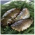 Import Sea cucumbers from Japan