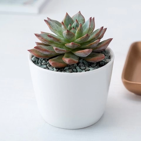 Simple white creative gardening mini succulent ceramic round flower pot planter can be wholesale grass plant indoor eco friendly