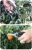 Import Small Garden Scissors Pruning Scissors Fruit Picking Scissors from China