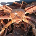 Snow Crab