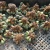 Import Succulent plant Live Lithops Conophytum luiseae Indoor Plants Wholesale For Nursery Natural from China