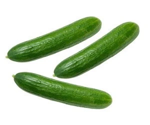 super Fresh Cucumber For Salad Cucumber
