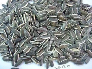 Supply Chinese Varied Sunflower seeds kernels with favourable price