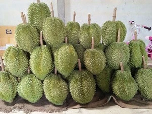 Sweetness Mon thong Durian popular in Thailand