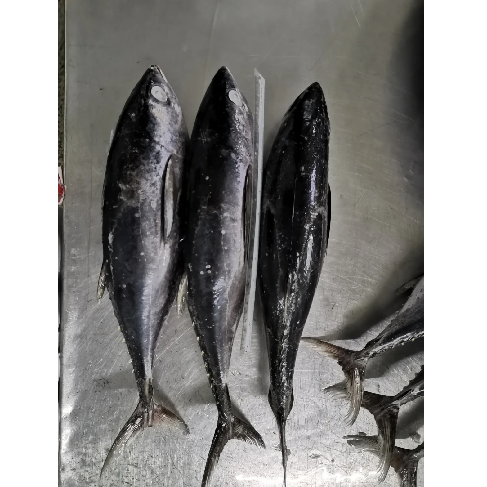 Top Grade Frozen Natural Black  Whole Round Longtail Tuna With 0.05% Max Moisture From Catch Area Malaysia