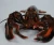 Import Top Quality Live Canadian Lobster from USA
