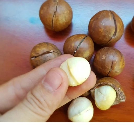 Vietnam Macadamia snack from Daklands brand
