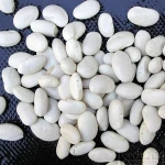 White Beans, White Kidney Beans, New Crop White Beans
