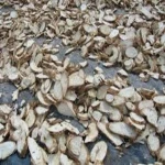 Whole sale Clean Cassava Chips/Tapioca Chips