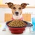 Import Wholesale Collapsible silicone foldable portable dog cat pet food water feeding bowl from China