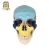 Import Wholesale Colorful Dental Anatomical Human Skull Model from China
