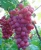 Import Wholesale Fresh Grapes / Fresh Green Grapes from Canada