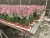 Import Wholesale garden plants mini cactus nursery from China
