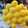 Wholesale high quality colorful preserved flowers craspedia globosa preserved golden ball for home decoration