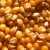 Import Wholesale Yellow Corn & White Corn/Maize for Human & Animal Consumption from Kenya