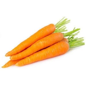 Wholesales Cheap 2019 Fresh Carrots Lowest Price