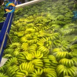You Should Choice Hathanh Factory Low Price High Quality Wholesale Fresh Green Bananas Carton Box