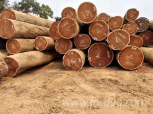 Afromosia Wood Logs