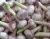 Import Fresh garlic from United Arab Emirates