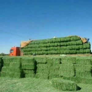 Rhode Grass Hay / Alfalfa Hay/Timothy Hay For Animal Feed