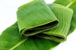 Banana Leafs