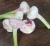 Import Fresh garlic from United Arab Emirates