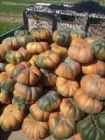 PREMIUM PUMPKIN